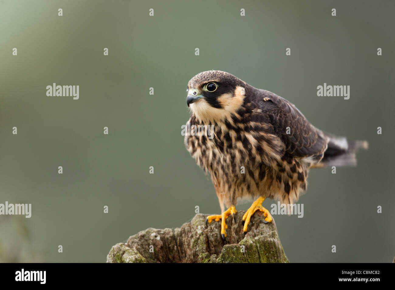 Hobby; Falco subbuteo; juvenile; UK Stock Photo