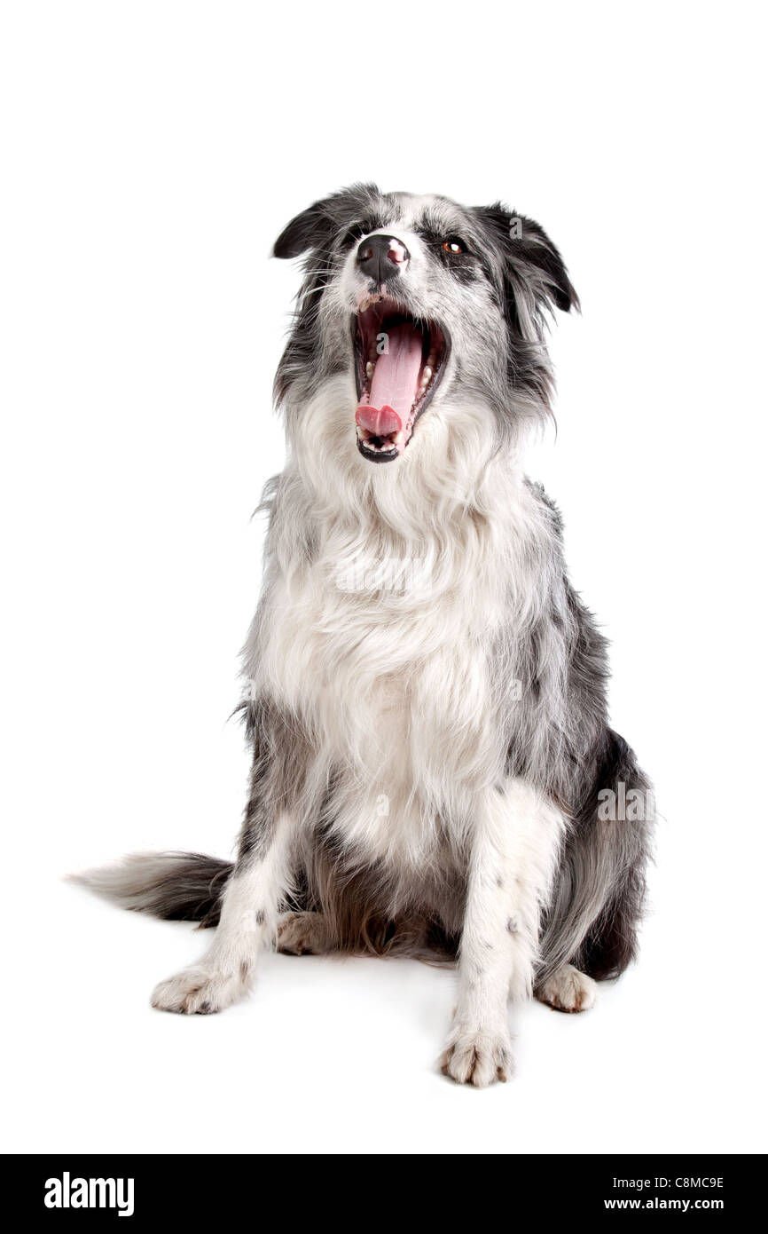 Border Collie sheepdog in front of a white background Stock Photo