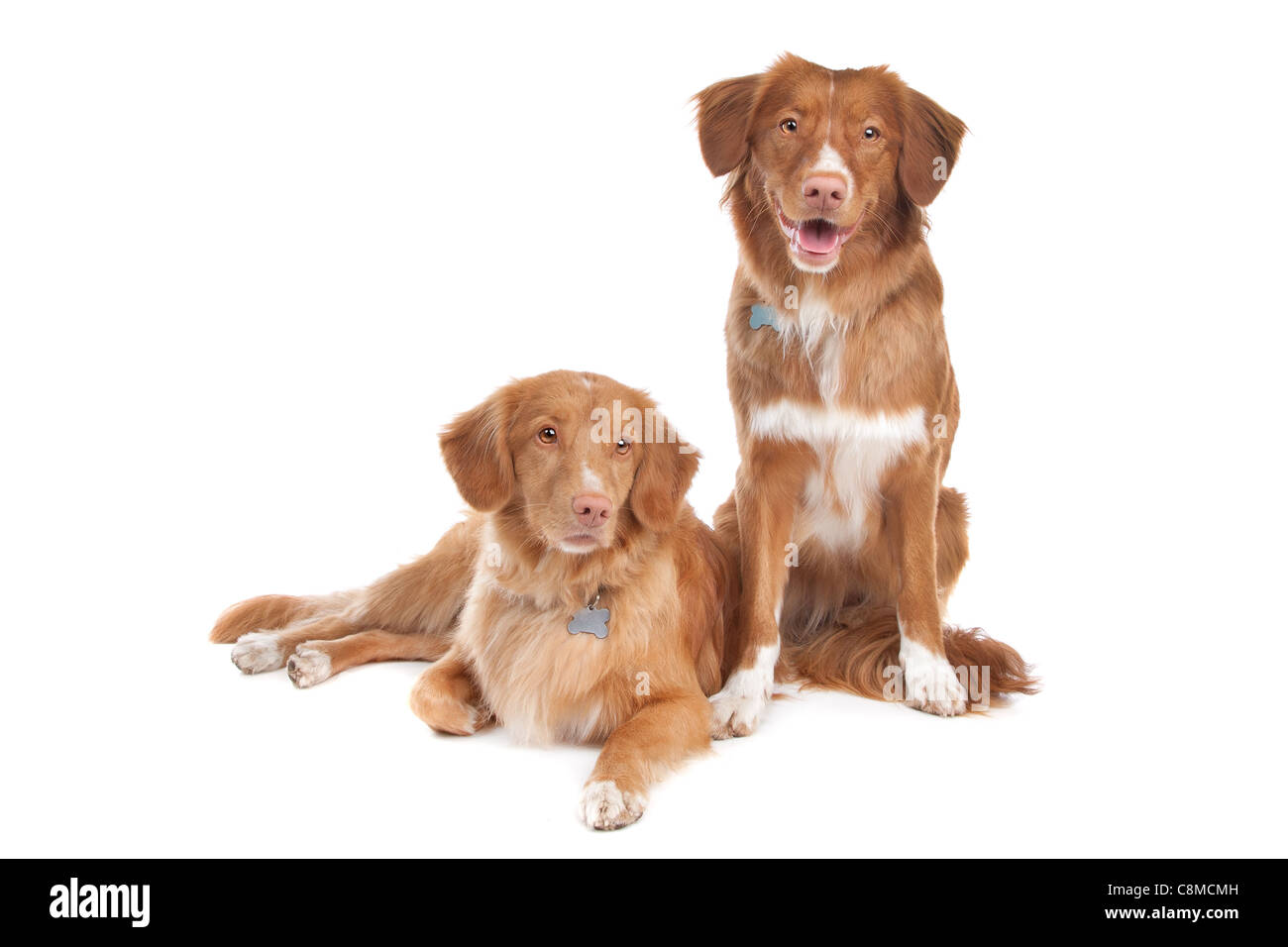 What Kind Of Dog Toys Does A Nova Scotia Duck Tolling Retriever Like
