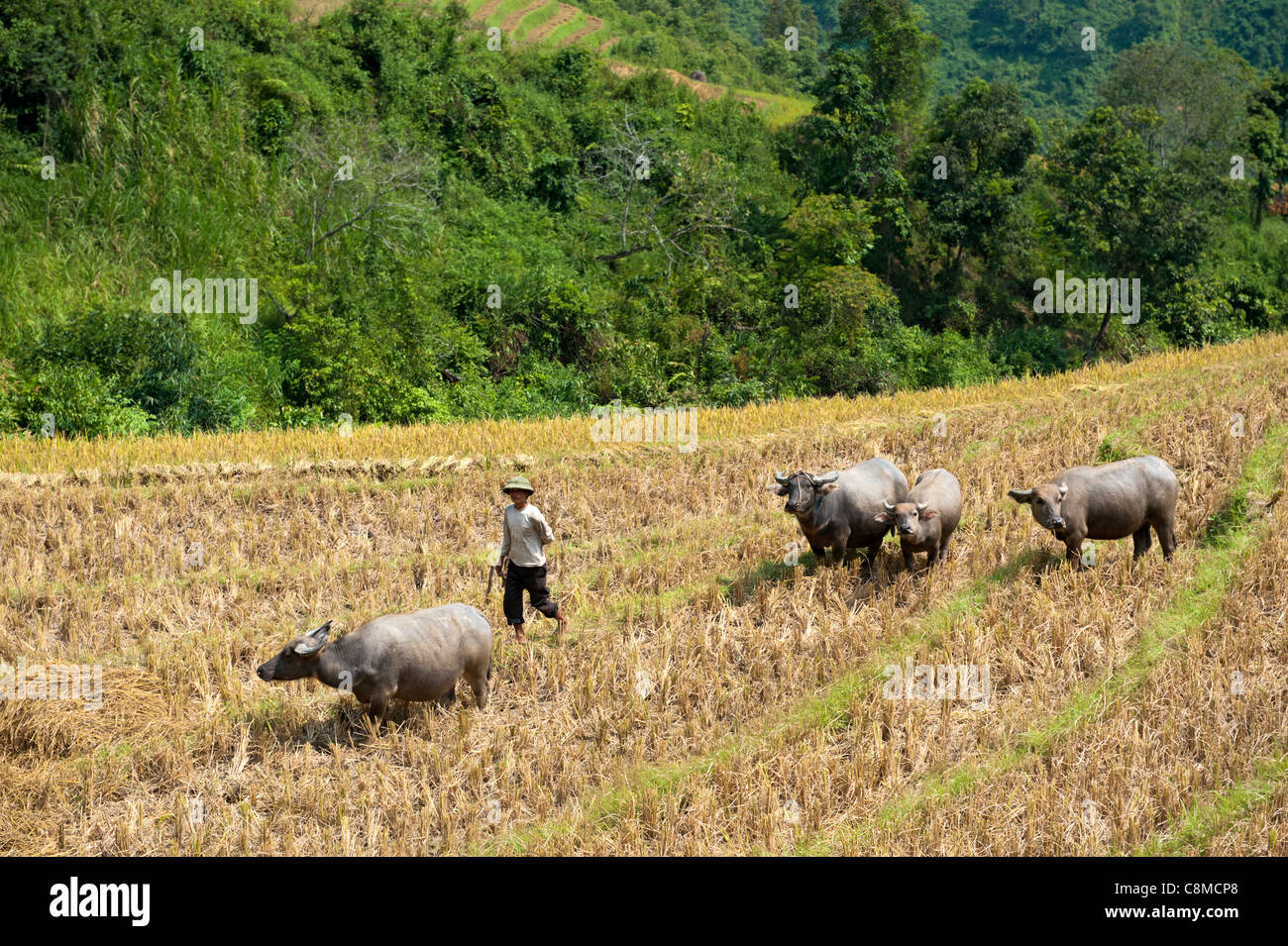 Farmer with his water buffalo. North Vietnam Stock Photo
