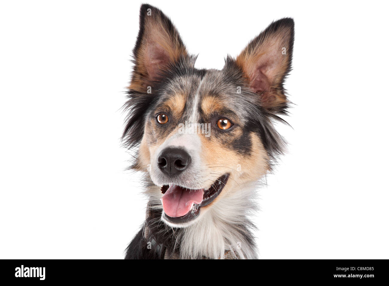 Border Collie sheepdog in front of a white background Stock Photo