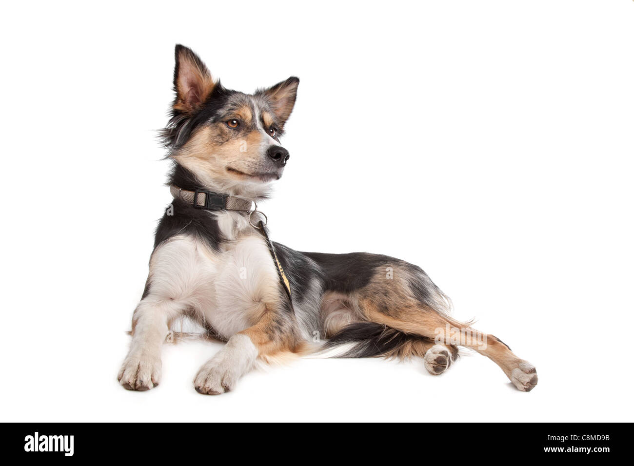 Border Collie sheepdog in front of a white background Stock Photo