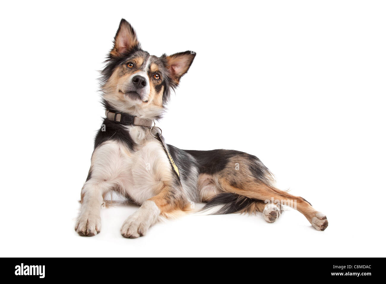 Border Collie sheepdog in front of a white background Stock Photo