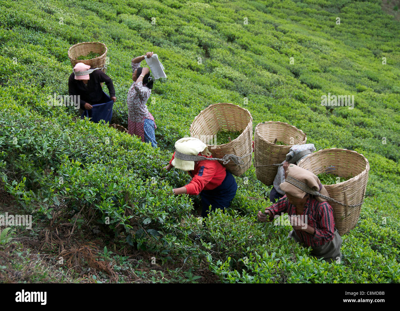 Four female tea pickers Temi Tea Estate Sikkim India Stock Photo
