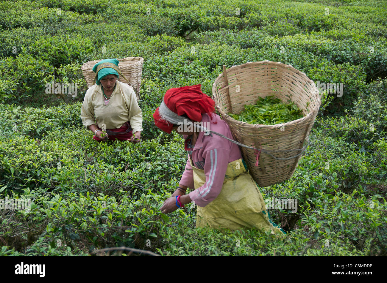 Two female tea pickers Temi Tea Estate Sikkim India Stock Photo