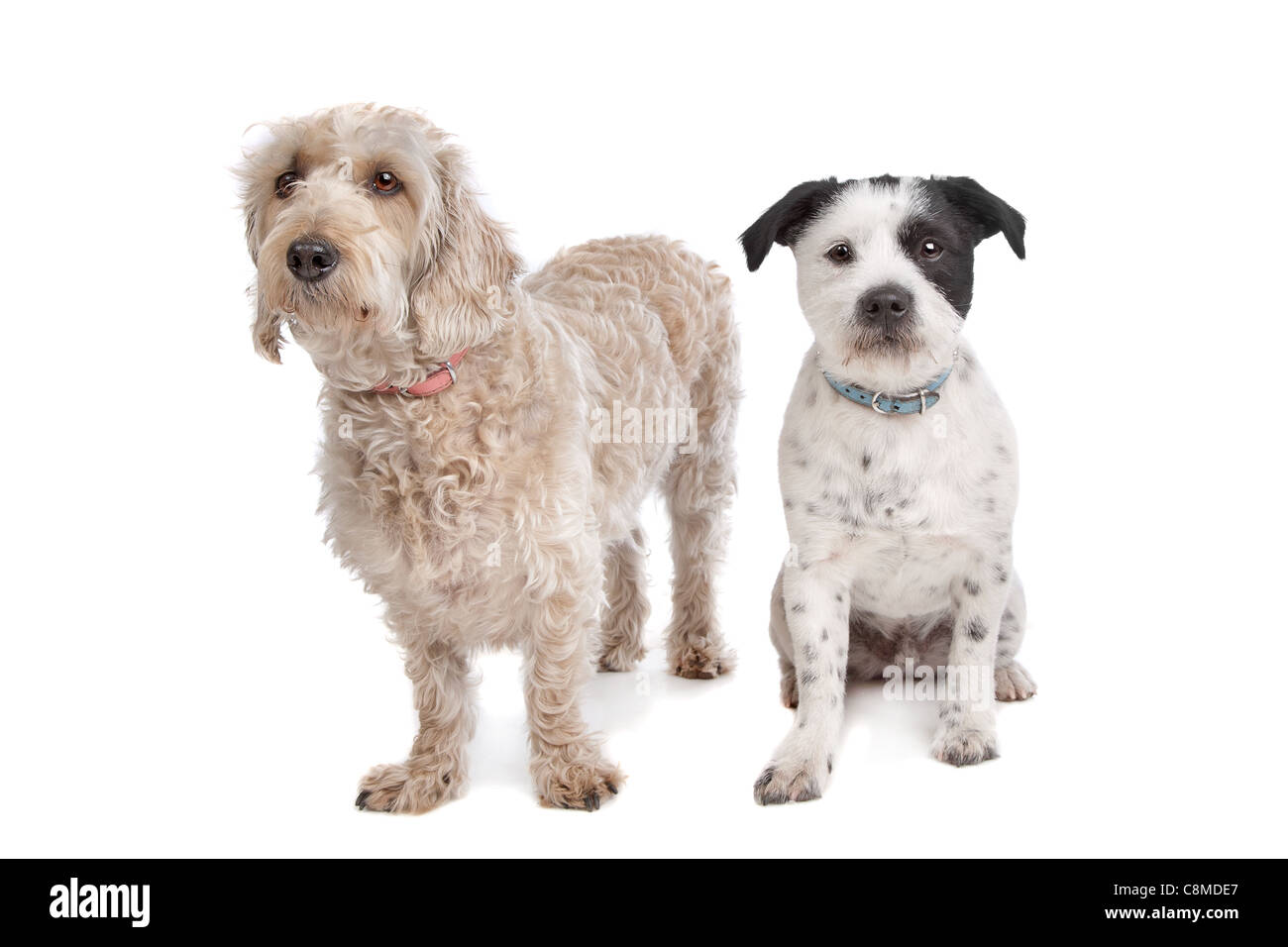 mixed breed dog in front of a white background Stock Photo - Alamy