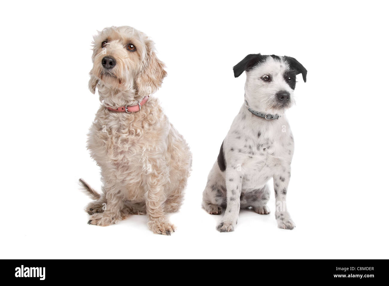 mixed breed dog in front of a white background Stock Photo - Alamy