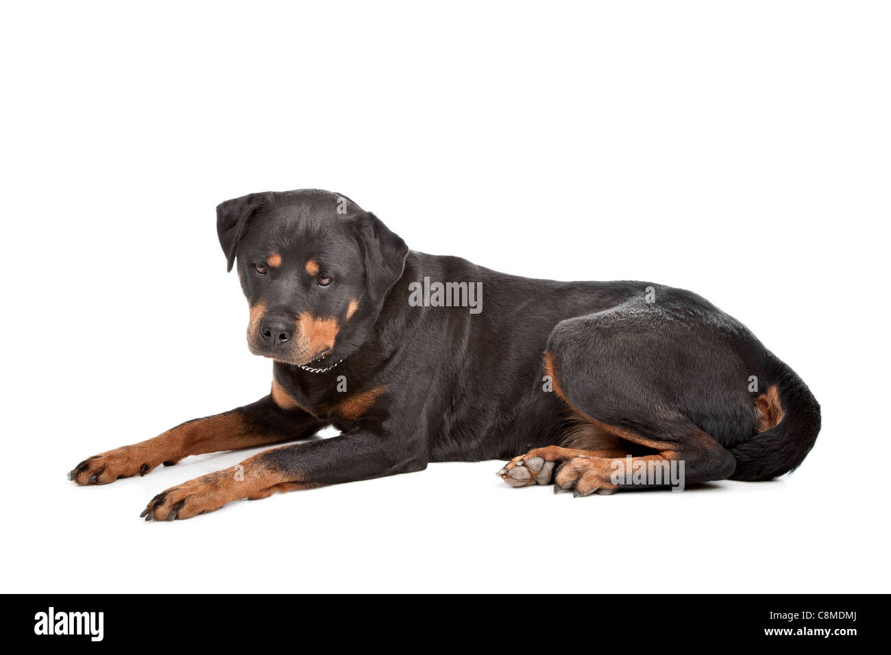 Muscular rottweiler Cut Out Stock Images & Pictures - Alamy