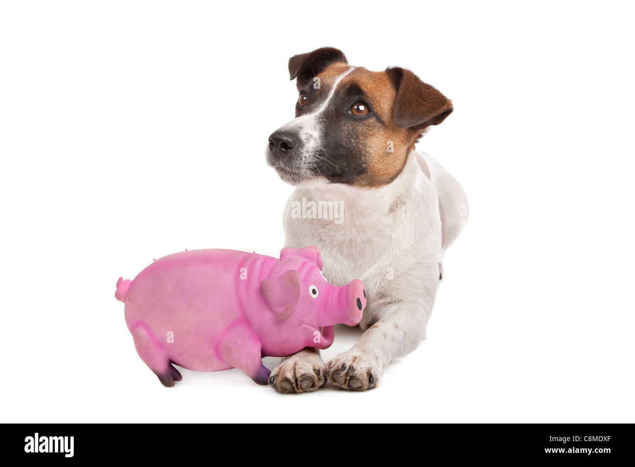 Jack Russel Terrier in front of a white background Stock Photo