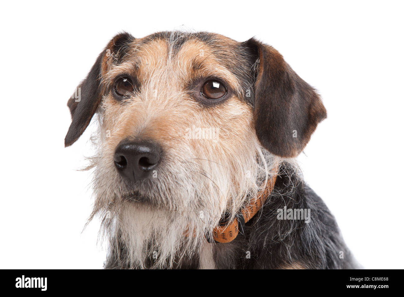 mixed breed dog in front of a white background Stock Photo - Alamy