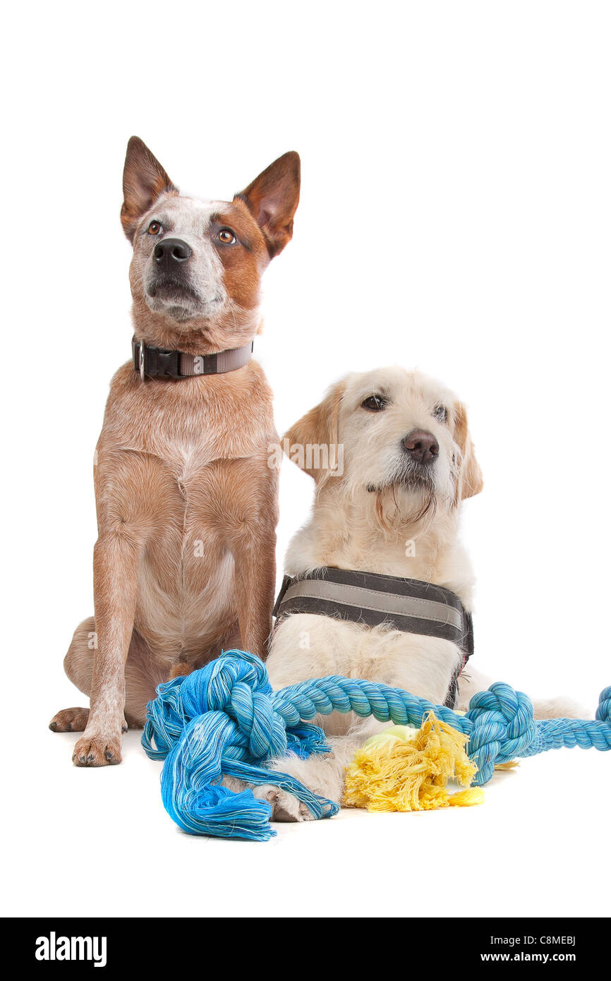 Labrador and Australian Cattle dog in front of a white background Stock Photo