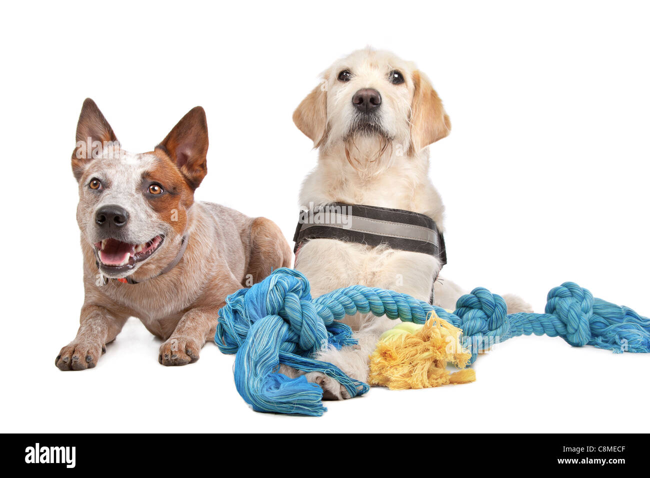 Labrador and Australian Cattle dog in front of a white background Stock Photo