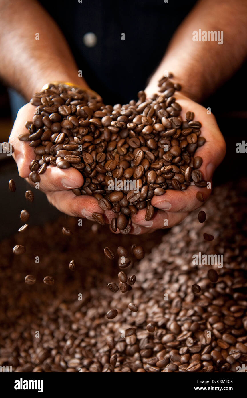 Artisan coffee roasting coffee beans at Tazza D' Oro, cafe in the