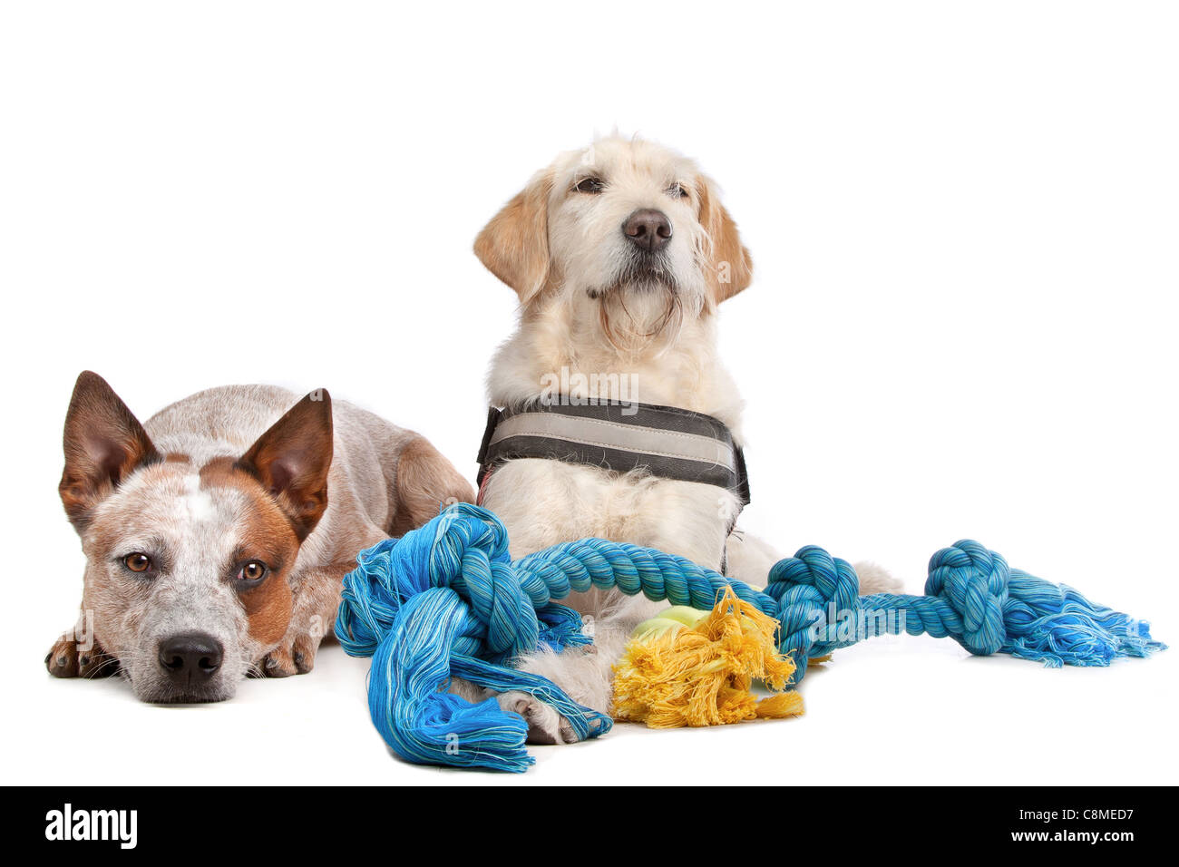 Labrador and Australian Cattle dog in front of a white background Stock Photo