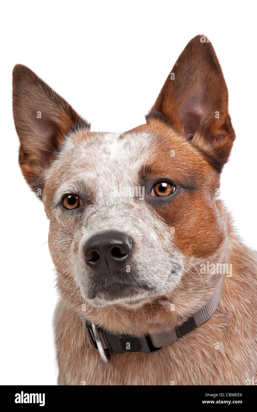 Australian Cattle Dog Puppies Tucson Australian Cattle Dog Puppies Tucson