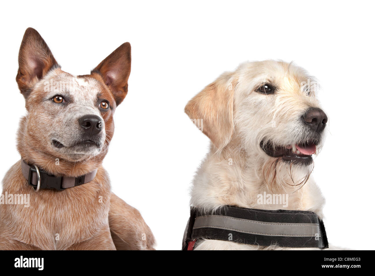Labrador and Australian Cattle dog in front of a white background Stock Photo