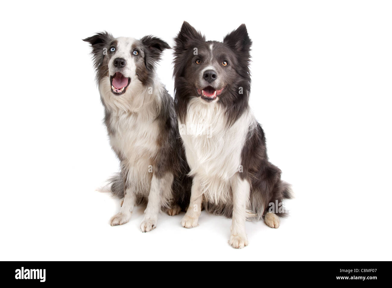 Border Collie and Australian Shepherd in front of a white background Stock Photo