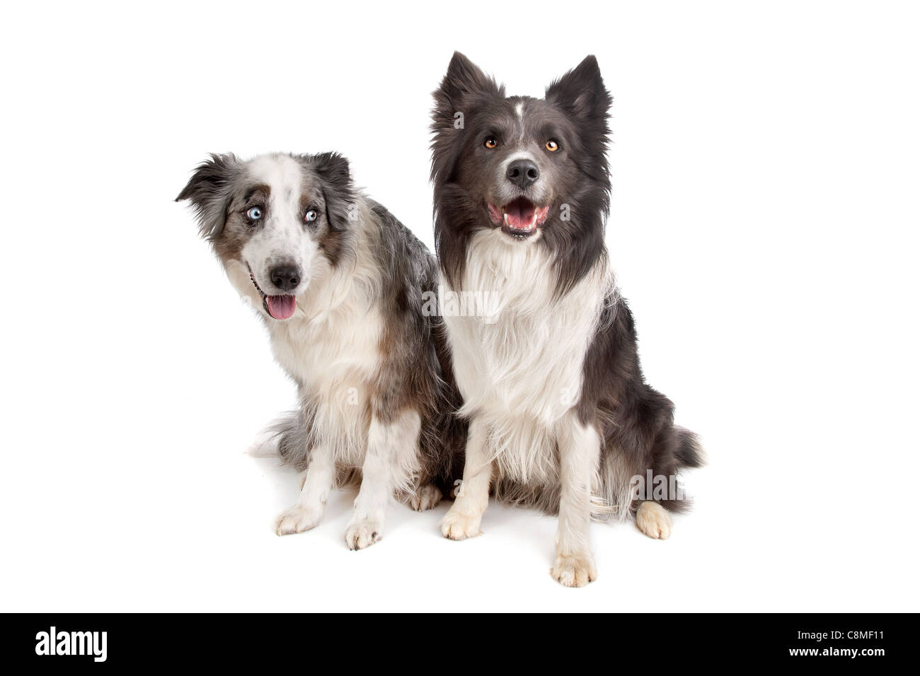 Border Collie and Australian Shepherd in front of a white background Stock Photo