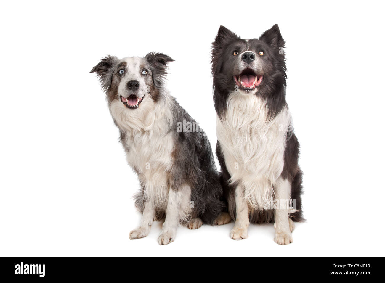 Are Aussies As High Energy As Border Collies