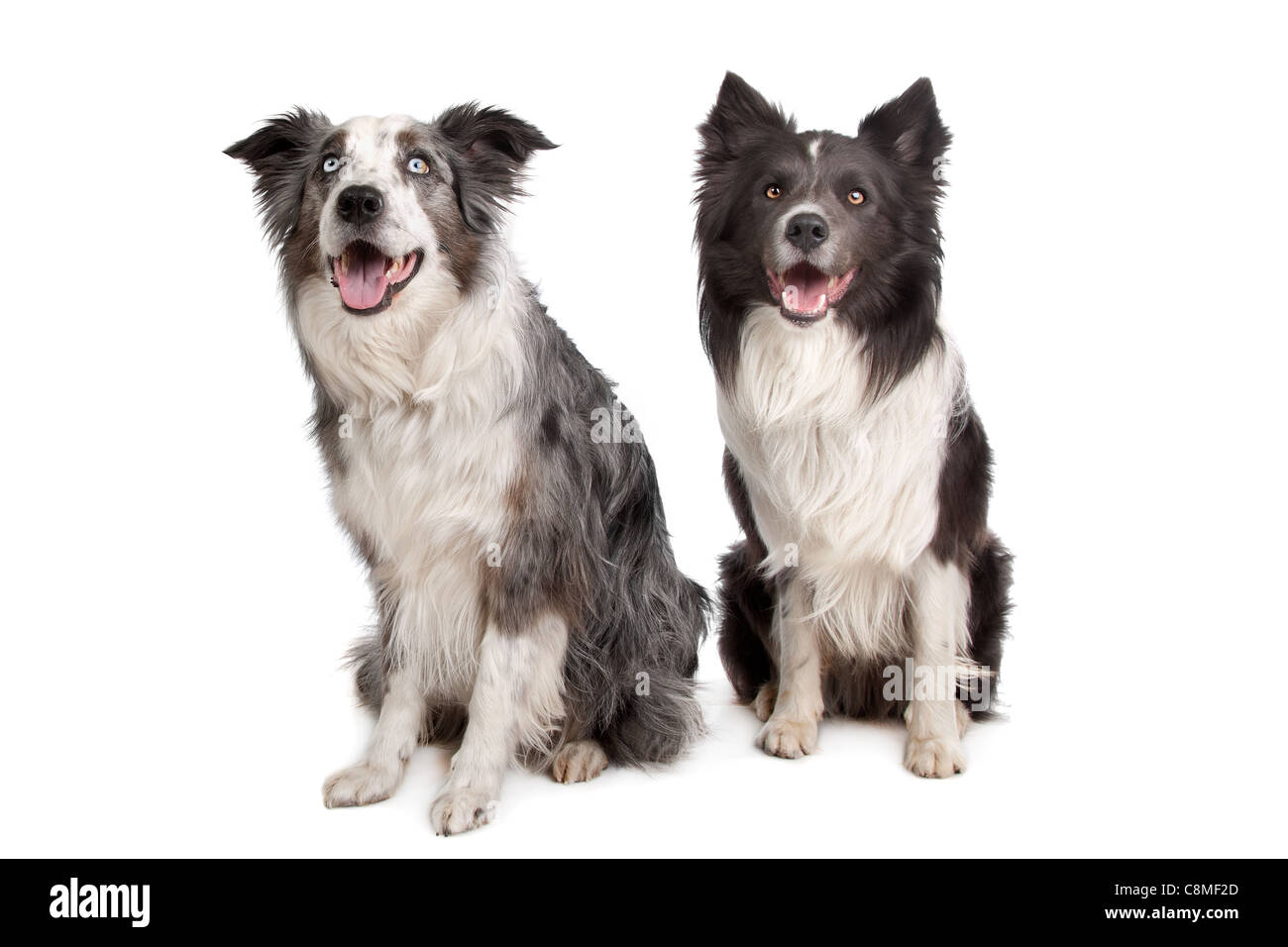 Border Collie and Australian Shepherd in front of a white background Stock Photo