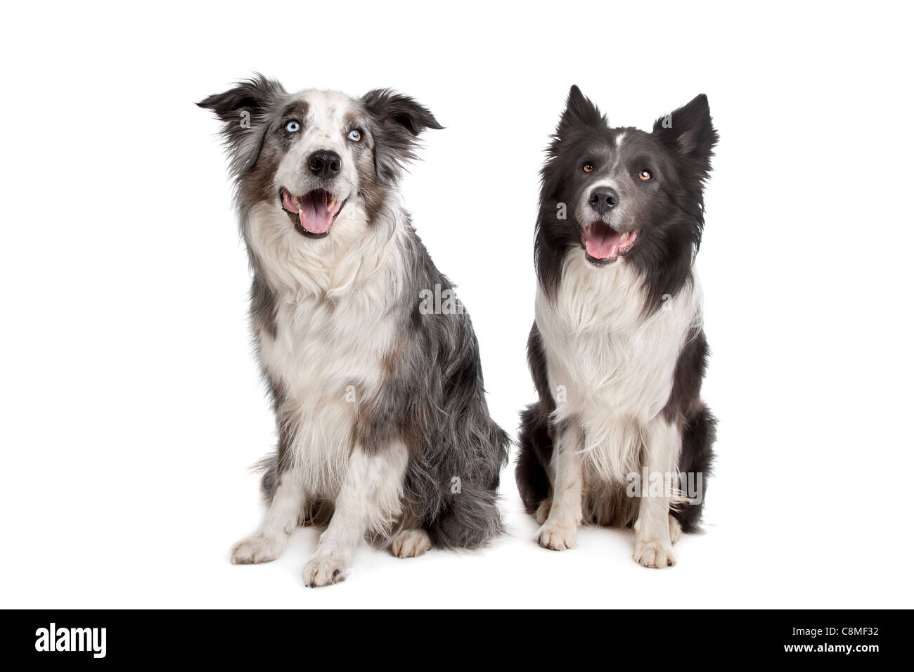 Border Collie and Australian Shepherd in front of a white background Stock Photo