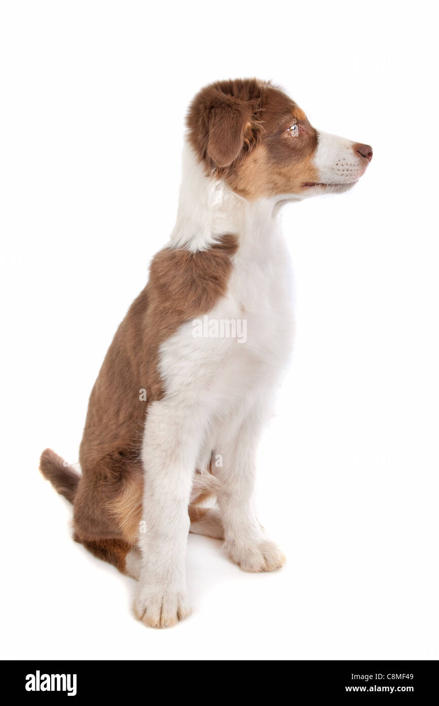 Australian Shepherd in front of a white background Stock Photo
