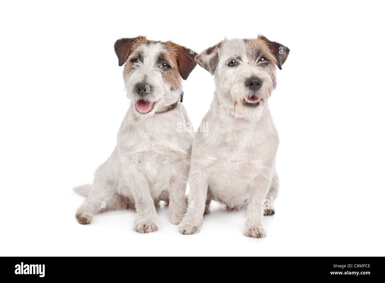 Jack Russel Terrier in front of a white background Stock Photo