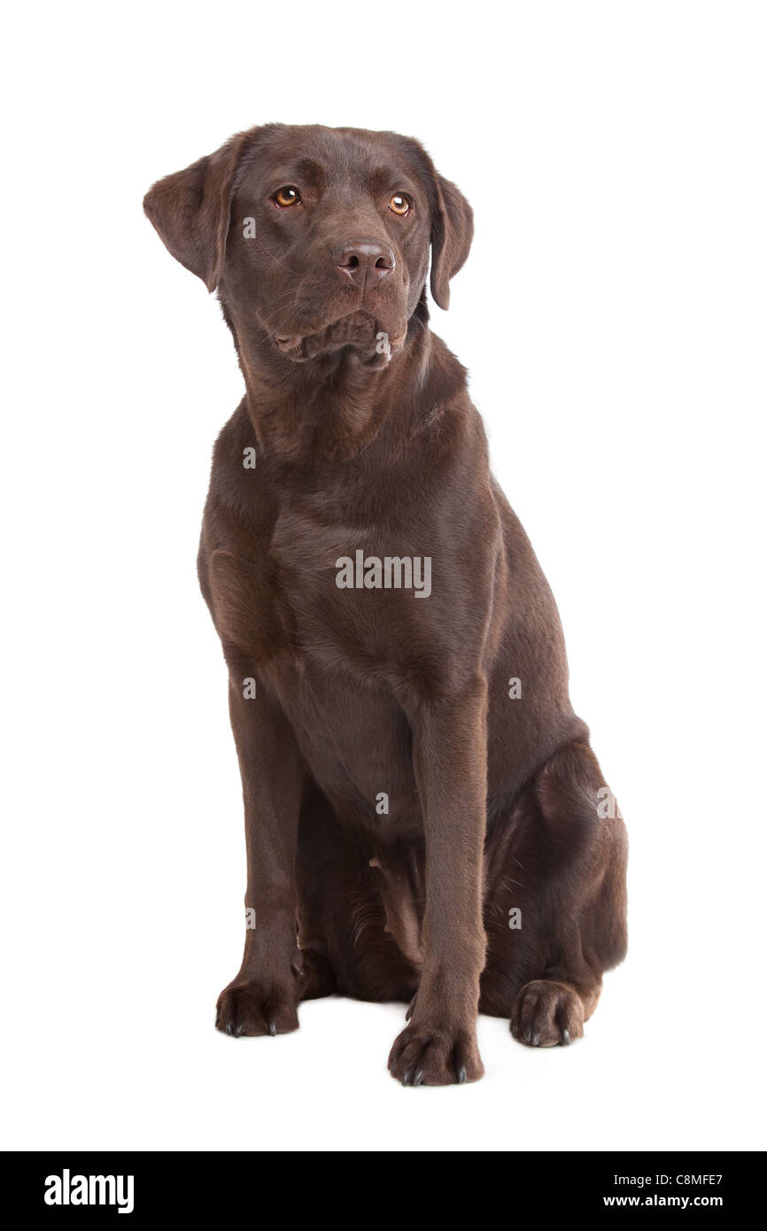 Chocolate Labrador in front of a white background Stock Photo