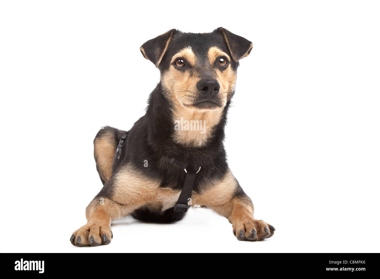mixed breed dog in front of a white background Stock Photo - Alamy
