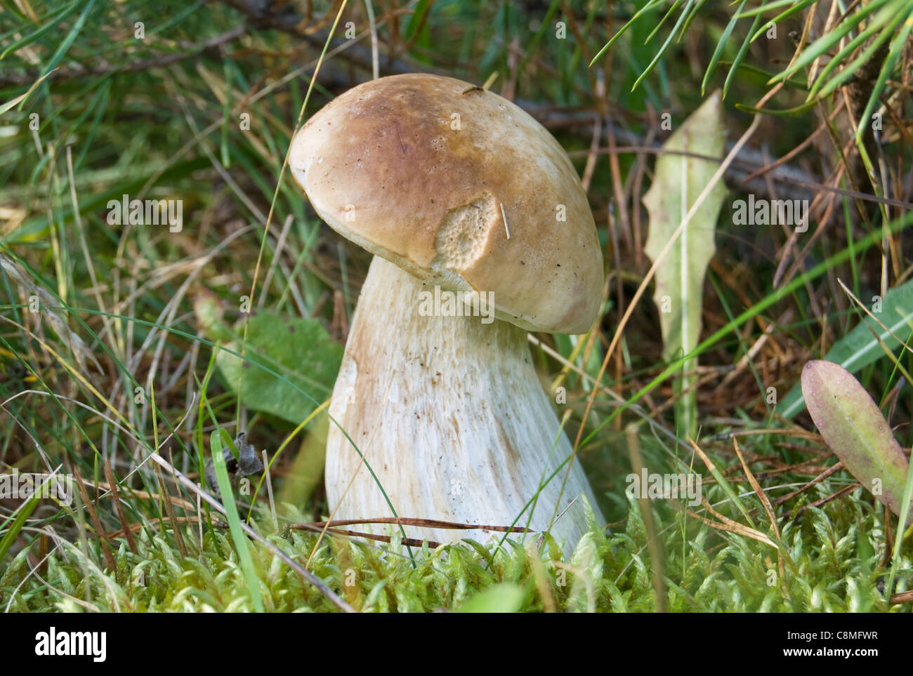 white mushroom in greenery to the grass Stock Photo