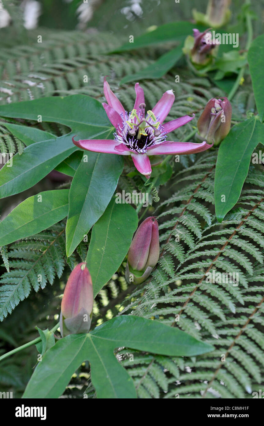 Passion Flower: Passiflora x violacea Stock Photo