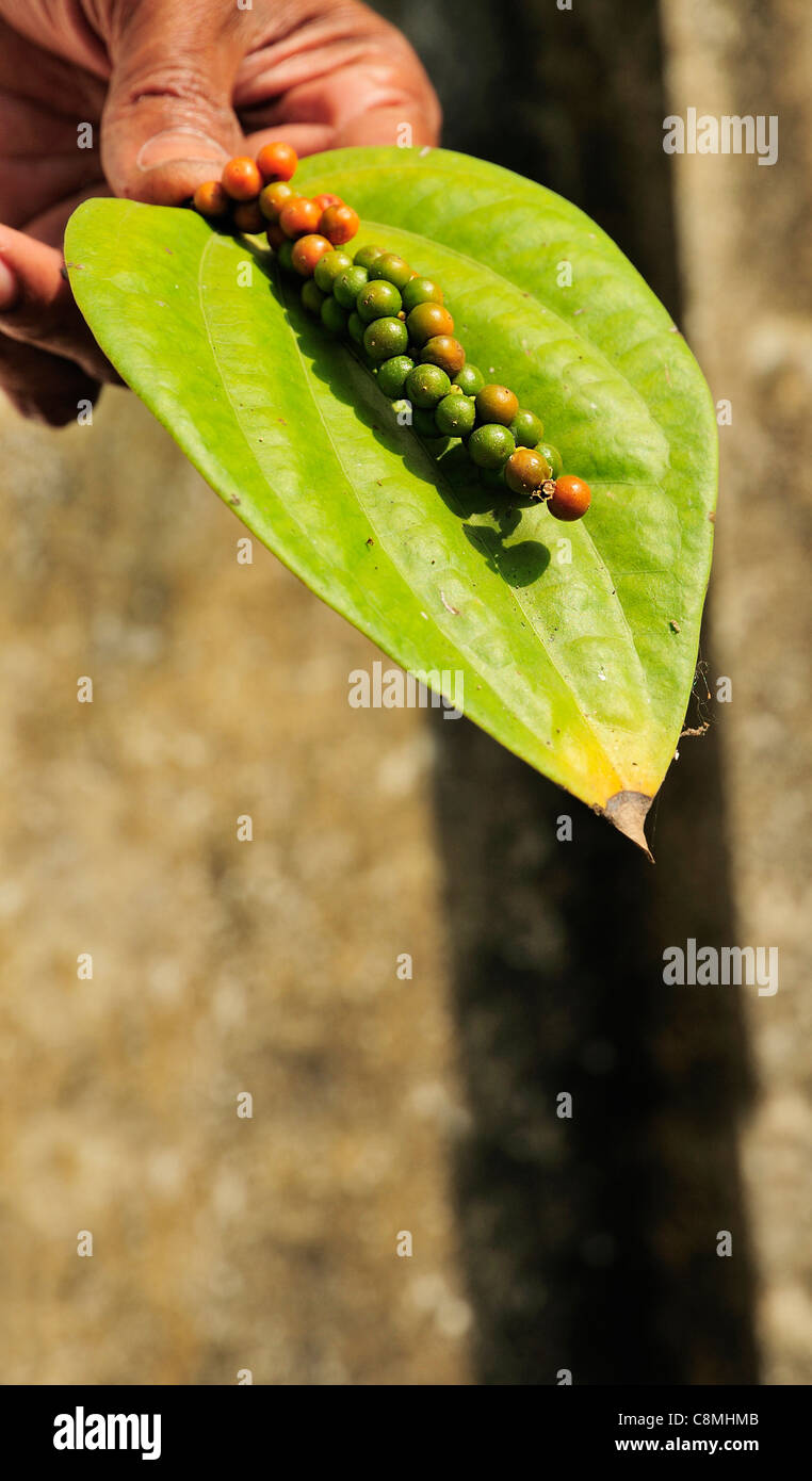 Gardener shows freshly picked peppercorns and stalk from the spice gardens displayed on a leaf at Philipkutty’s Farm,  Kerala, India Stock Photo