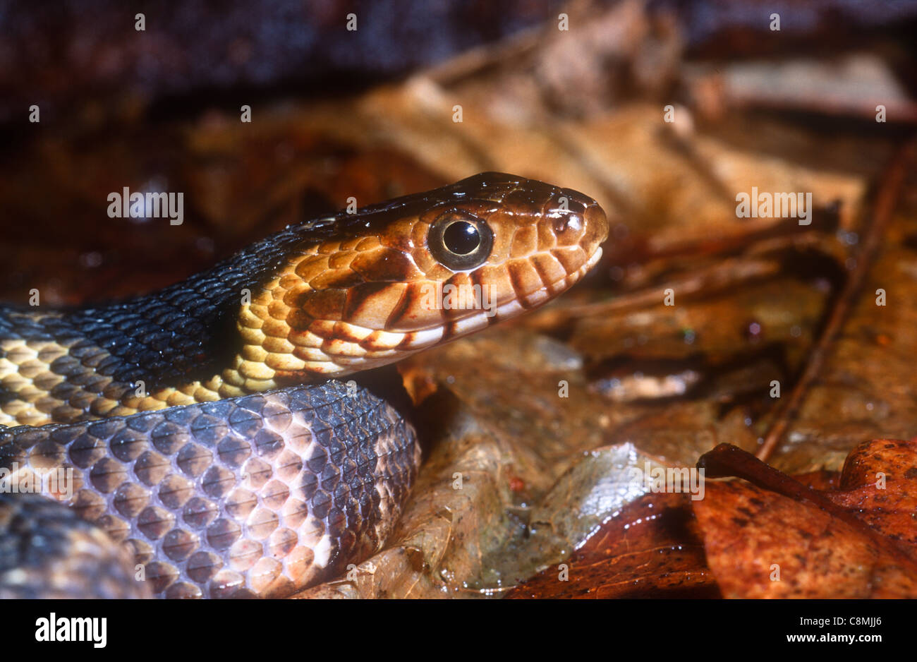 Broad Banded Water Snake Nerodia Fasciata Confluens Se North America Stock Photo Alamy