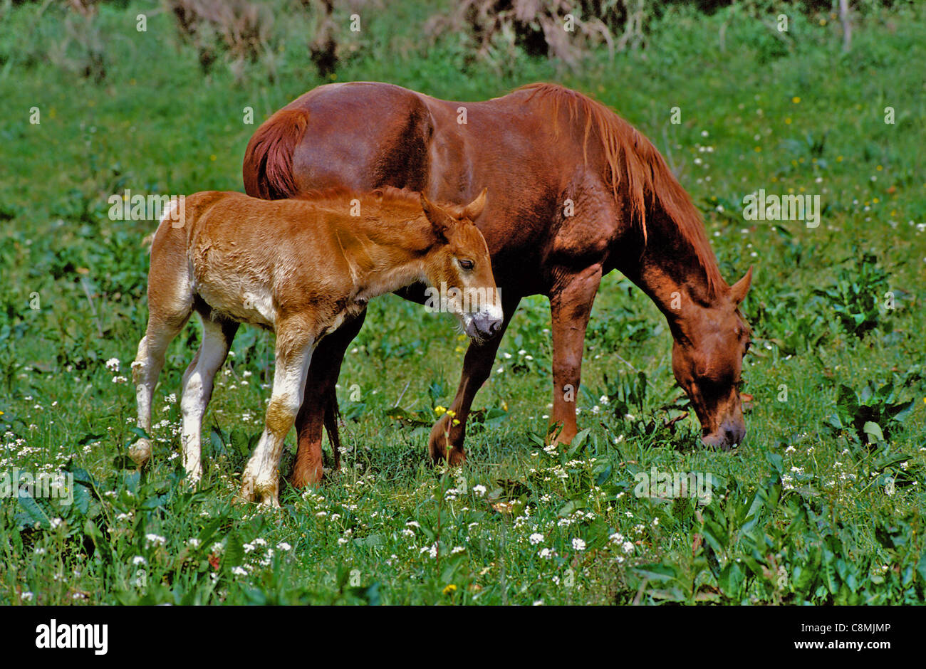 Horses to the pasture near Todi . Stock Photo