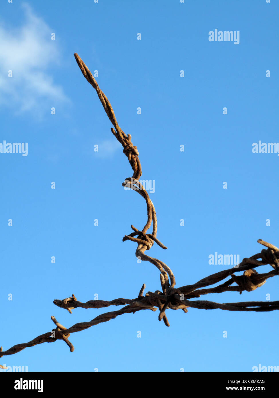 A close up of a rusty section of a barbed wire fence taken against a ...