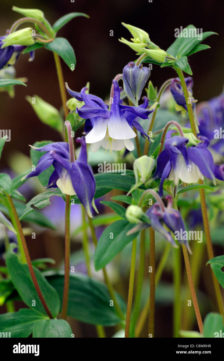 Columbine Aquilegia blue white flower herbaceous perennial Stock Photo