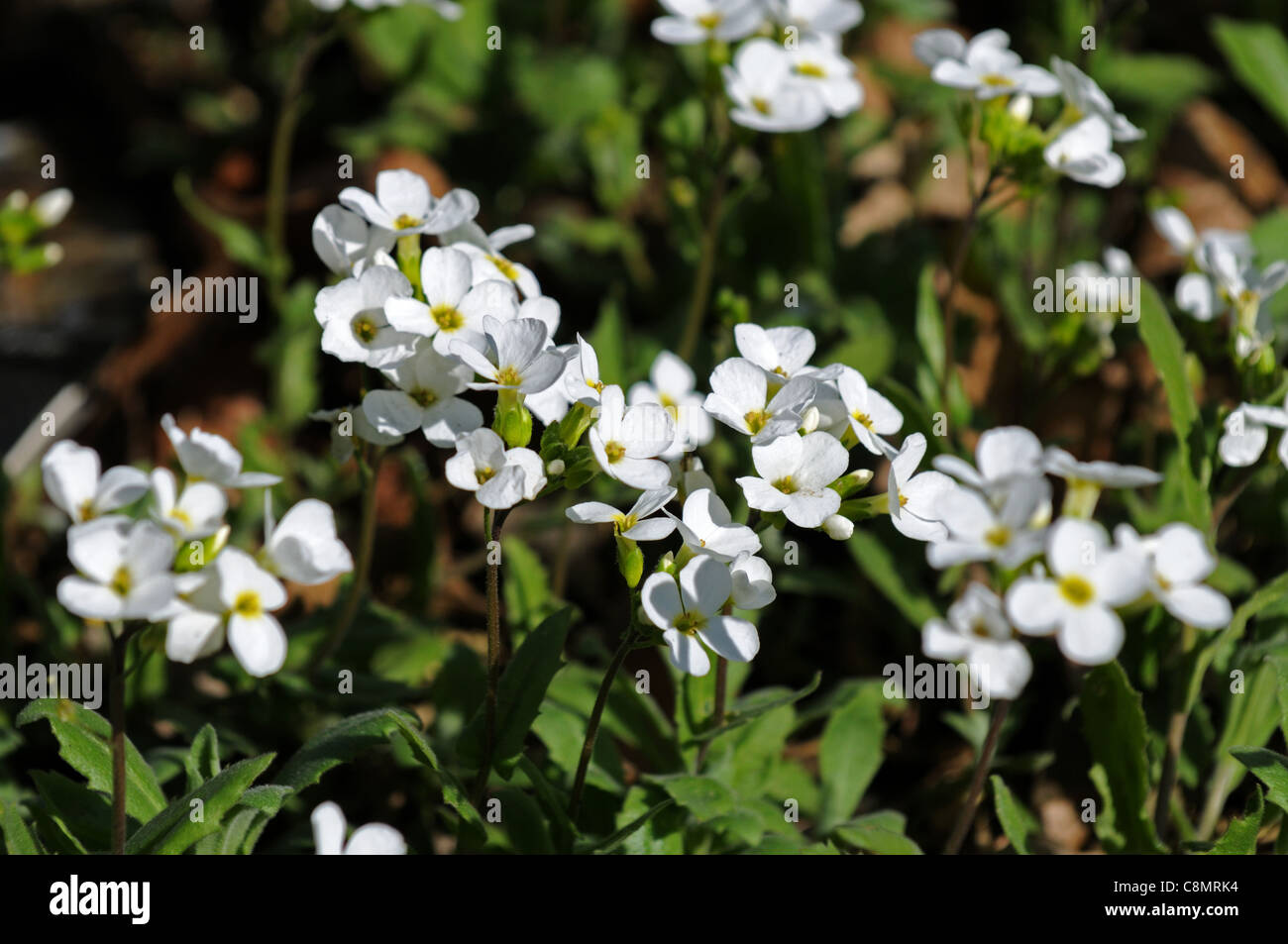 arabis sicula perennial herbaceous plant white flowers blooms blossoms dainty small spring Stock Photo