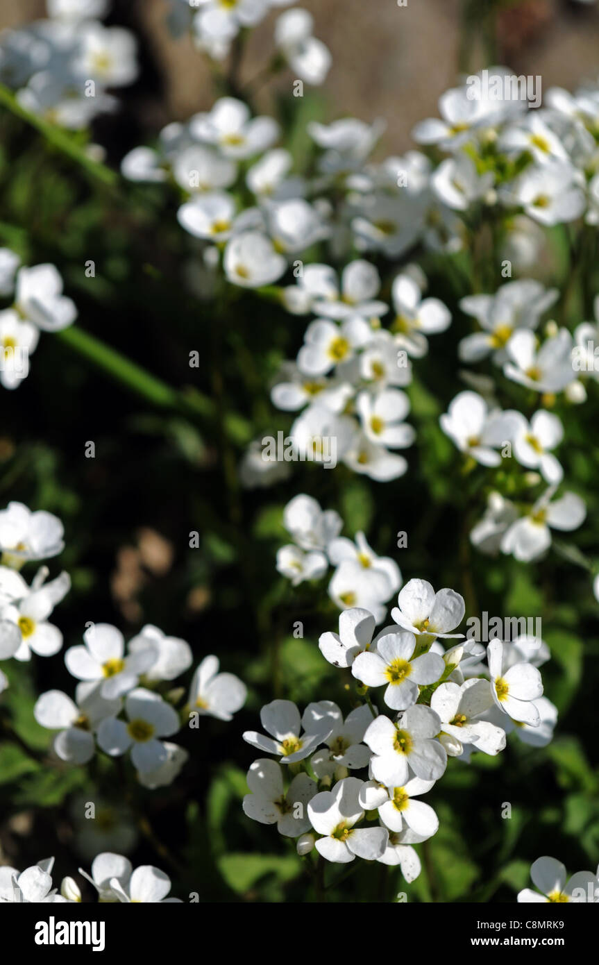 arabis sicula perennial herbaceous plant white flowers blooms blossoms dainty small spring Stock Photo