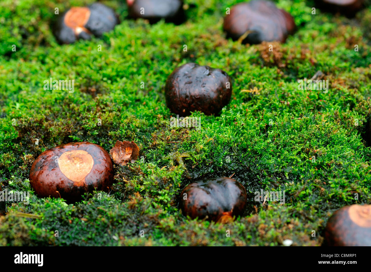 horse chestnuts closeup still life brown conkers fruit seeds green moss mossy embedded arranged arrange natural rustic materials Stock Photo
