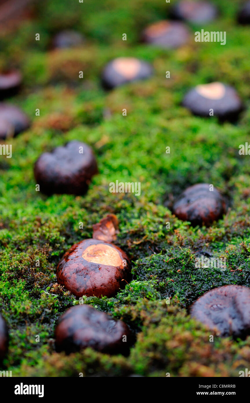 horse chestnuts closeup still life brown conkers fruit seeds green moss mossy embedded arranged arrange natural rustic materials Stock Photo