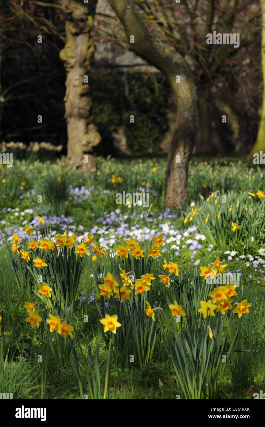 Spring flowers daffodils narcissus dutch crocus white anemone blanda growing wild natually naturalising lawn grass meadow Stock Photo