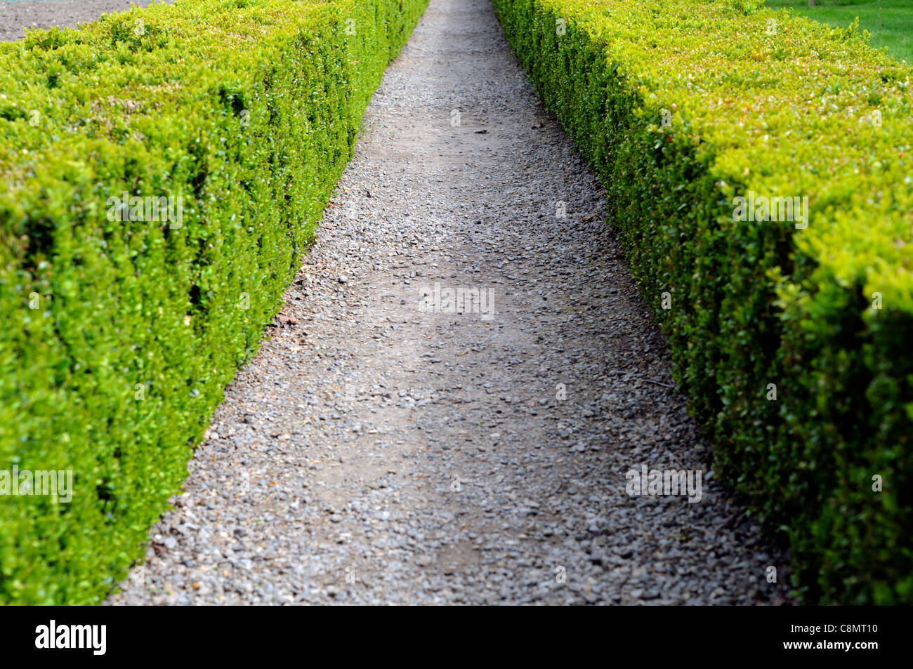 low clipped buxus box hedge closeup selective focus evergreens surfaces