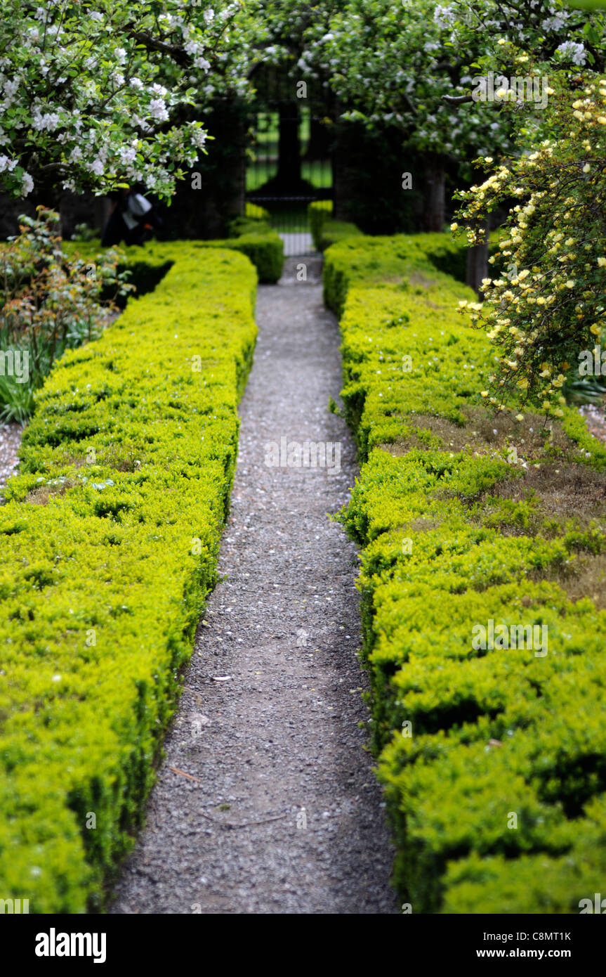 low clipped buxus box hedge closeup selective focus evergreens surfaces edging edges perfect straight path hedges hedging Stock Photo