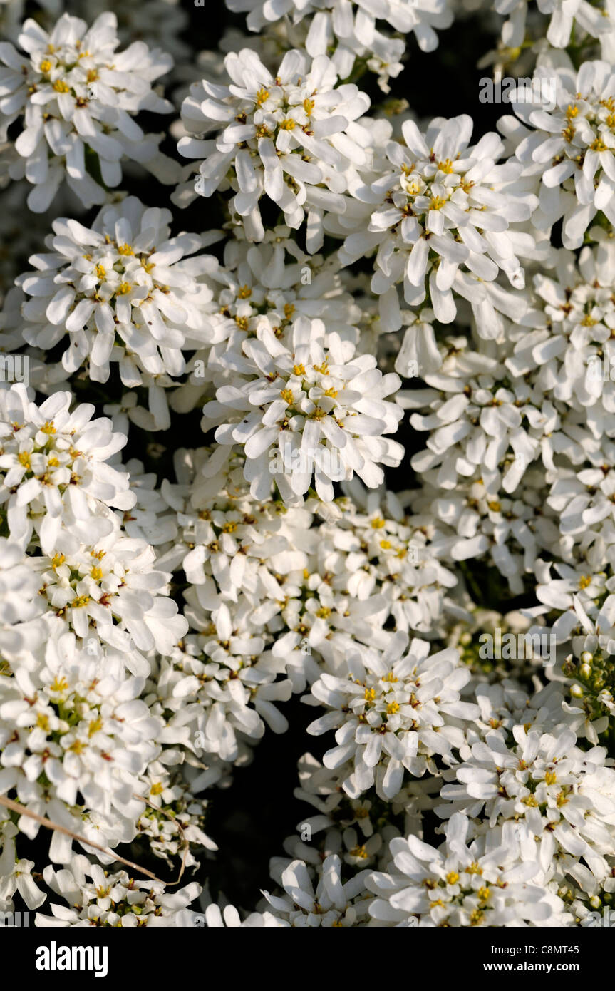 iberis sempervirens candytuft plant portraits closeup flowers flowering blooms petals groundcover profuse white perennials Stock Photo