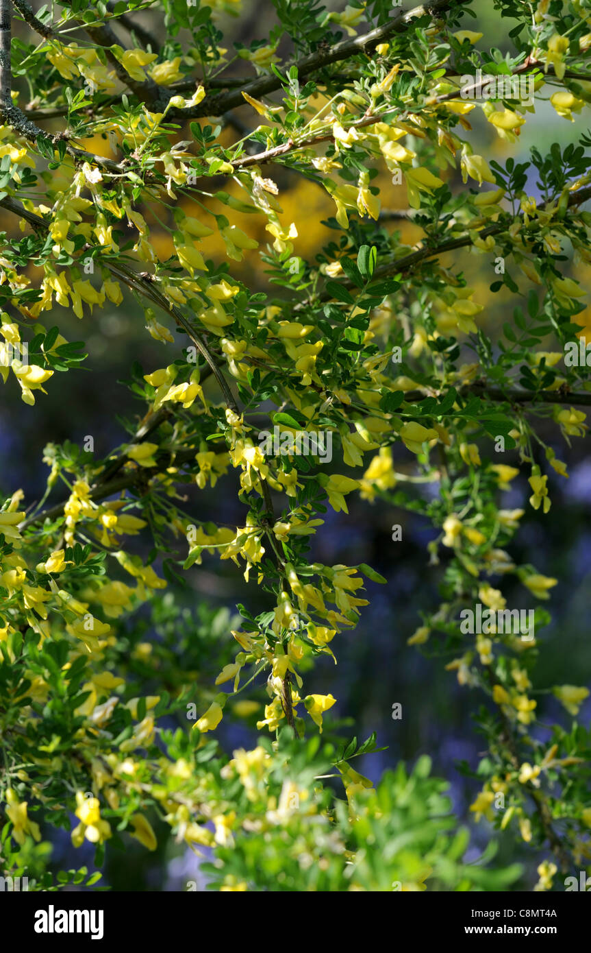 caragana x sophorilia pea shrub yellow flowers flowering yellow foliage green branches spring Stock Photo