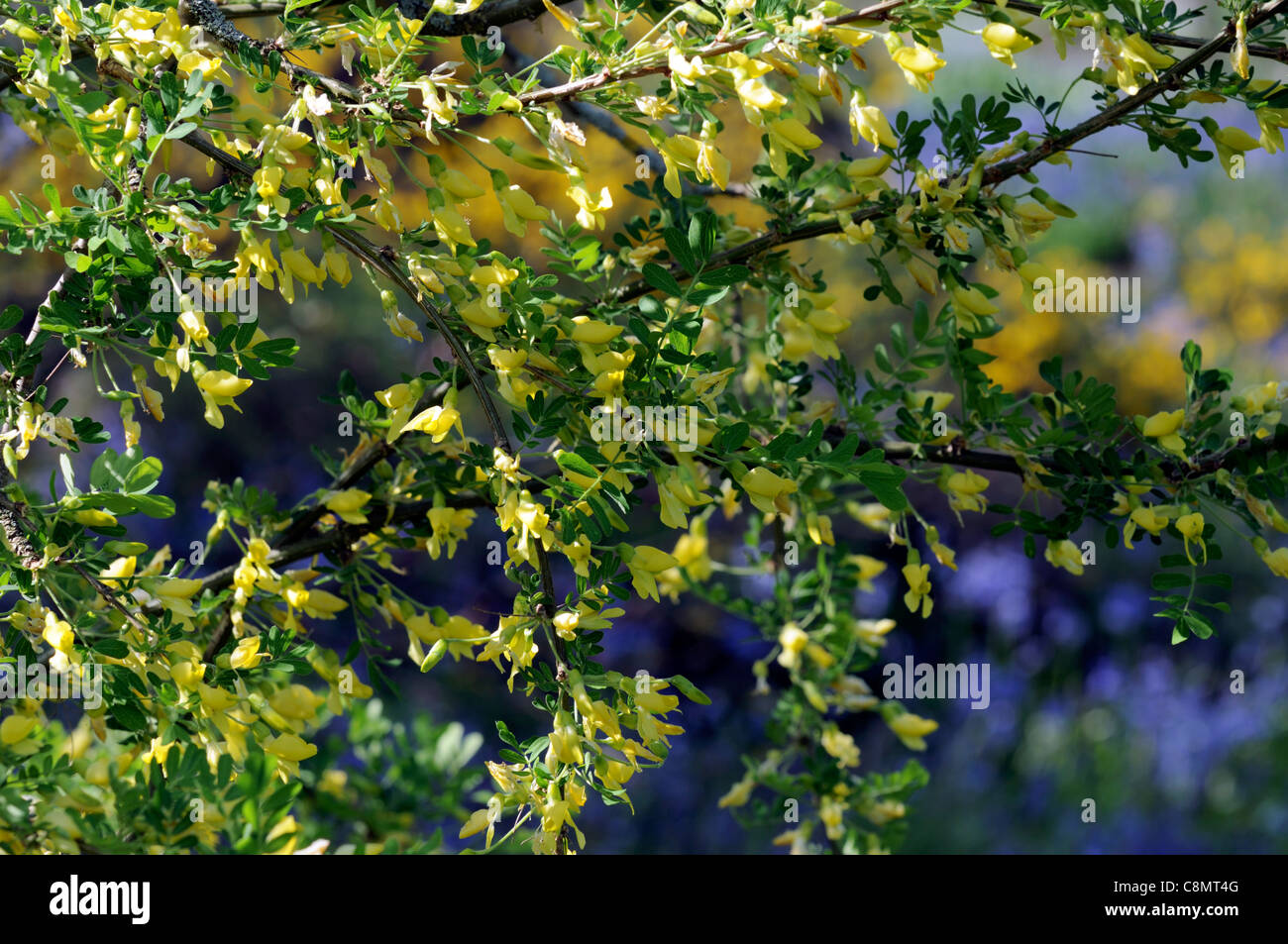 caragana x sophorilia pea shrub yellow flowers flowering yellow foliage green branches spring Stock Photo
