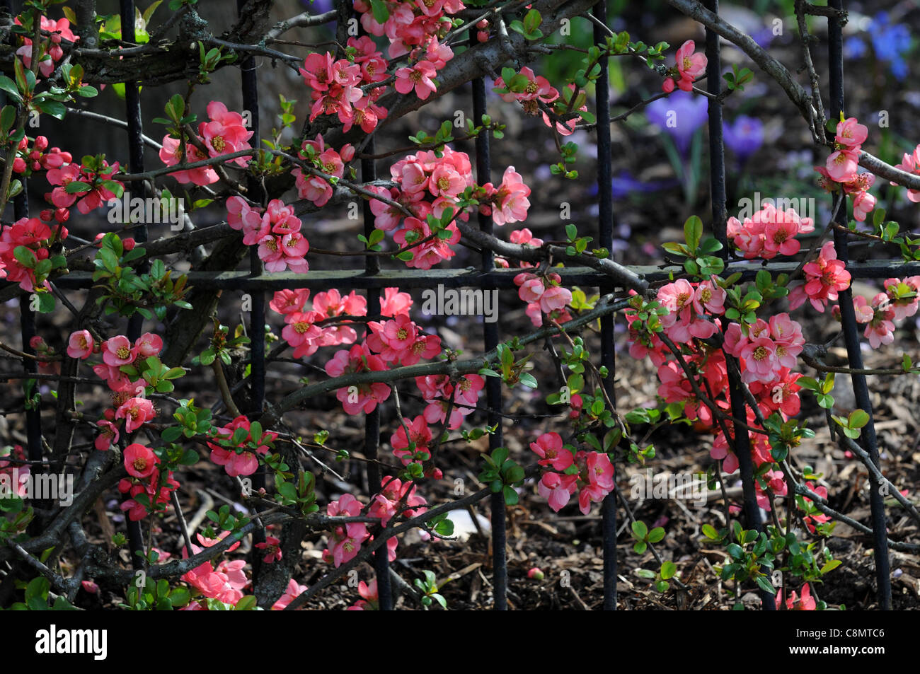 Flowering Quince Chaenomeles X Superba Pink Lady Cultivar Shrub Red Stock Photo Alamy