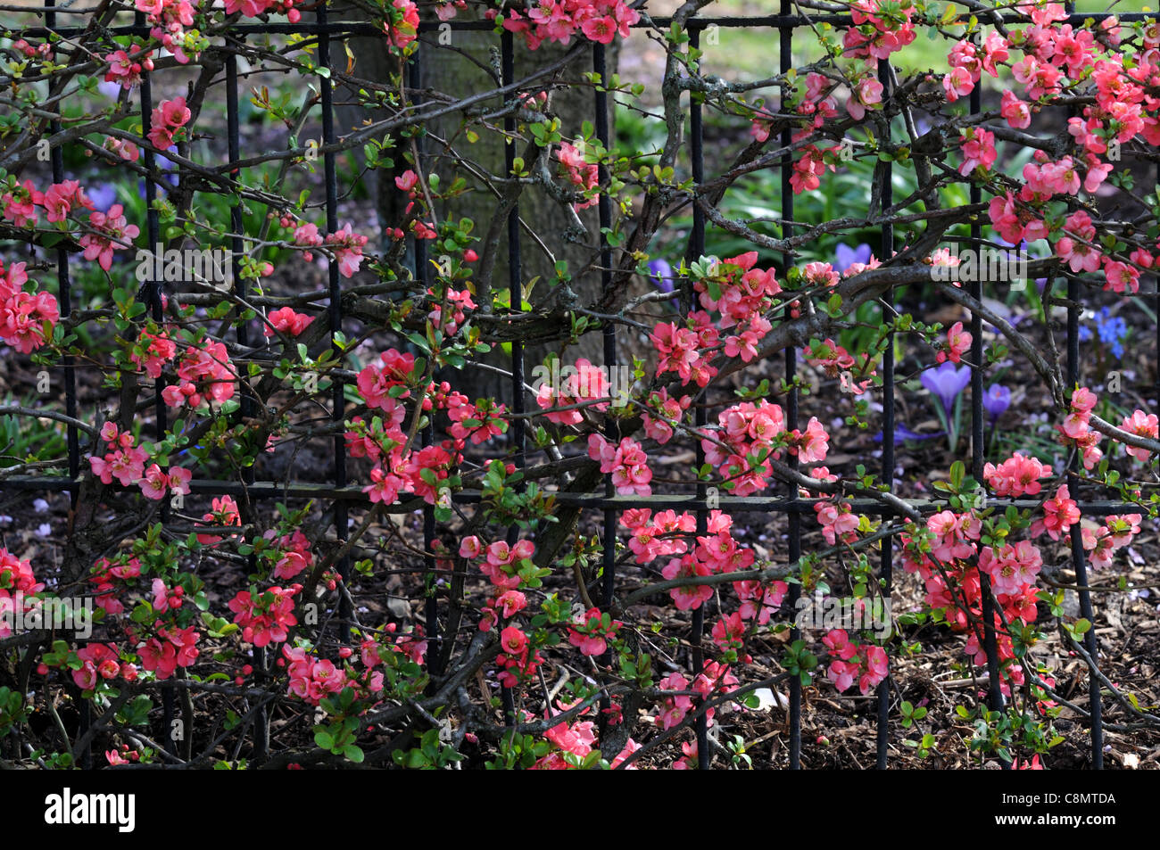 Flowering quince Chaenomeles x superba pink lady cultivar shrub red flowers spring flower bloom blossom train trained fence grow Stock Photo