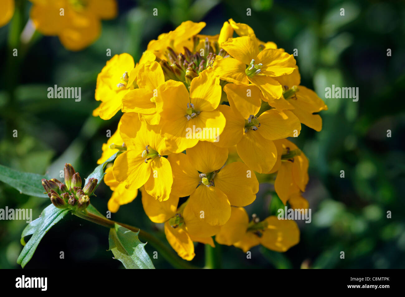 cheiranthus x allionii wallflower spring closeup selective focus bright
