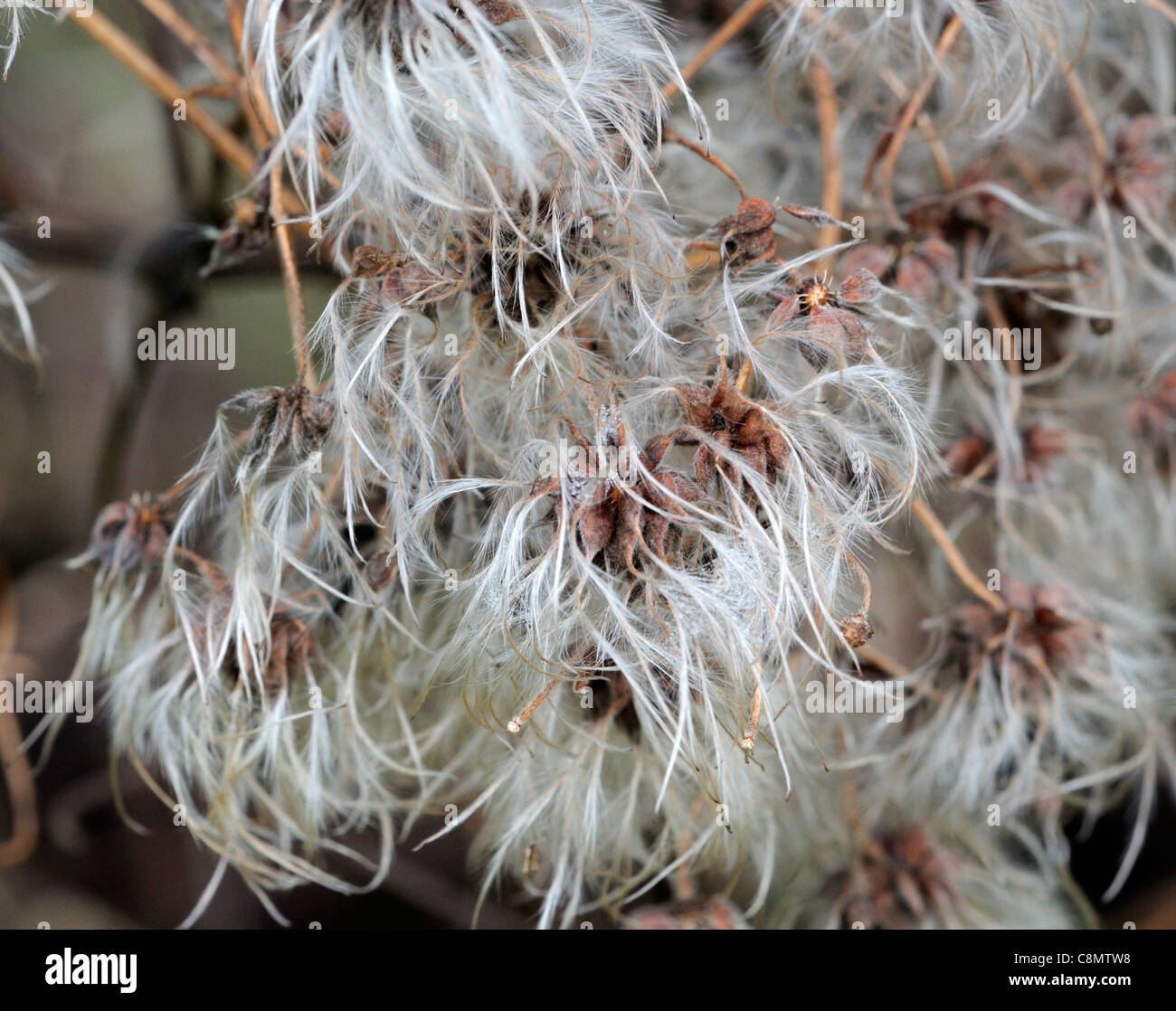 clematis rehderiana seeds seed seedheads beard appearance climb climbing climber plant flowering flower Stock Photo